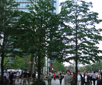 502maki_marunouchi.jpg